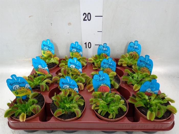 <h4>Dionaea muscipula</h4>