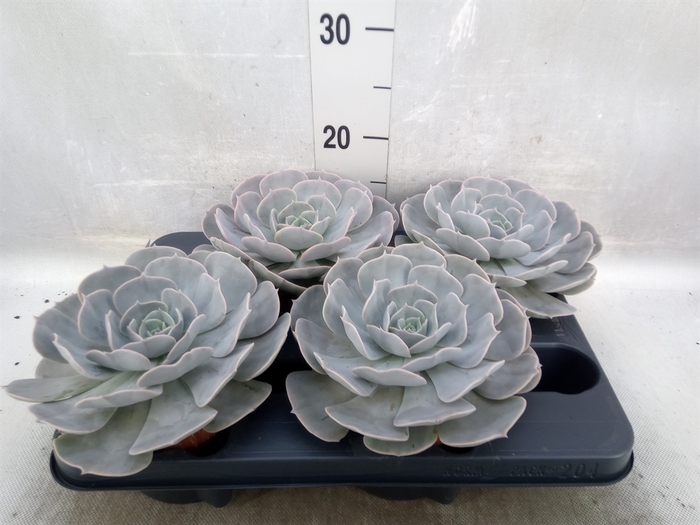 <h4>Echeveria  'Pollux'</h4>