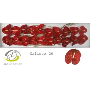 Anthurium Calisto