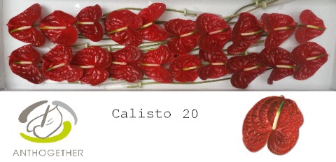 <h4>Anthurium Calisto</h4>