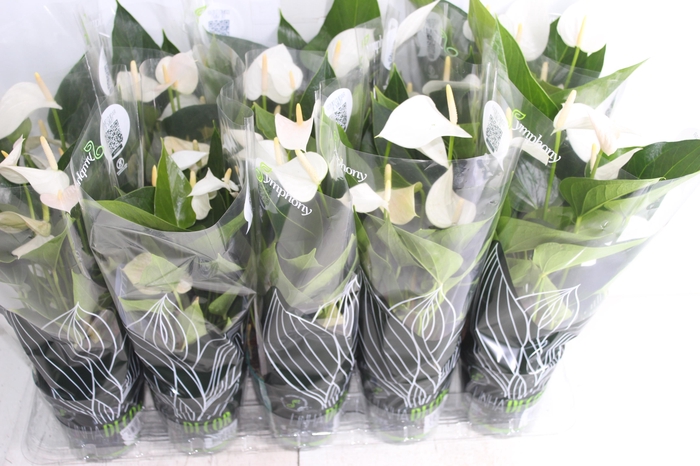 <h4>ANTHURIUM SUCCESS WHITE P12 BRANCO</h4>