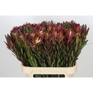 Leucadendron Safari Sunset