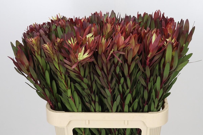 <h4>Leucadendron Safari Sunset</h4>