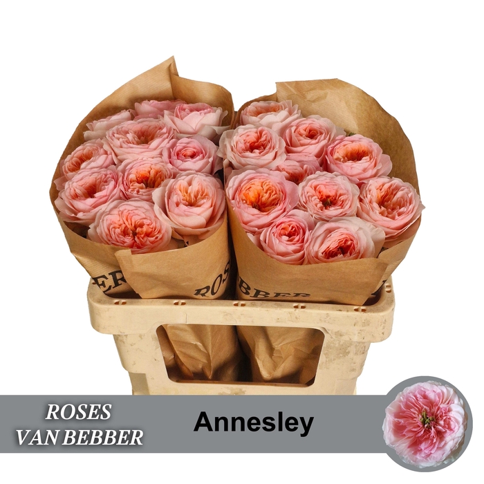 <h4>R GR ANNESLEY!</h4>