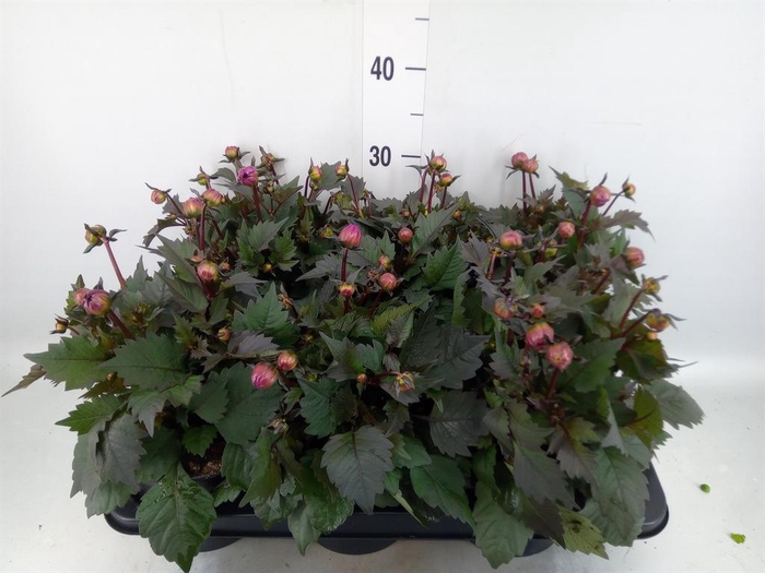 <h4>Dahlia  'Dahlinova Tempt Pink Bico'</h4>