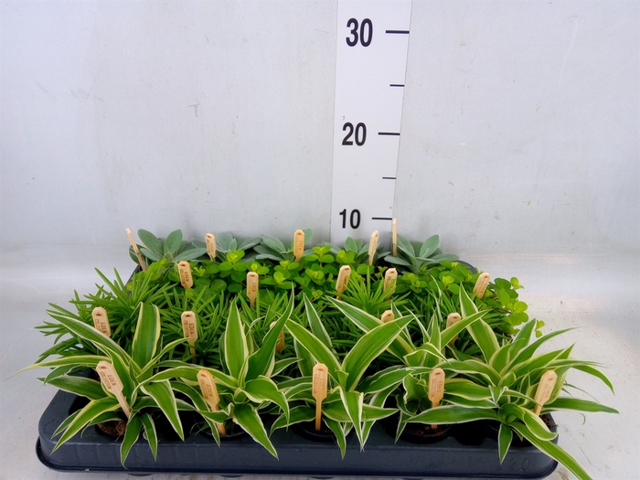 <h4>Planten  ..mix</h4>