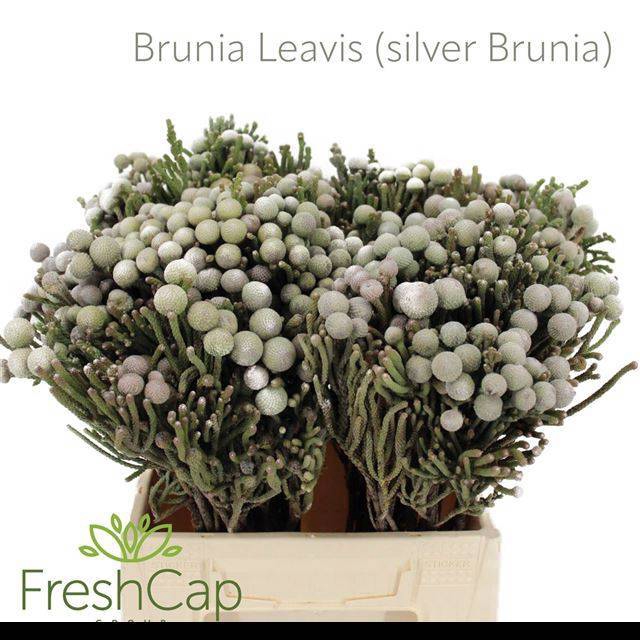 <h4>BRUN LAEVIS</h4>