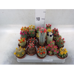 Cactus   ...decorated
