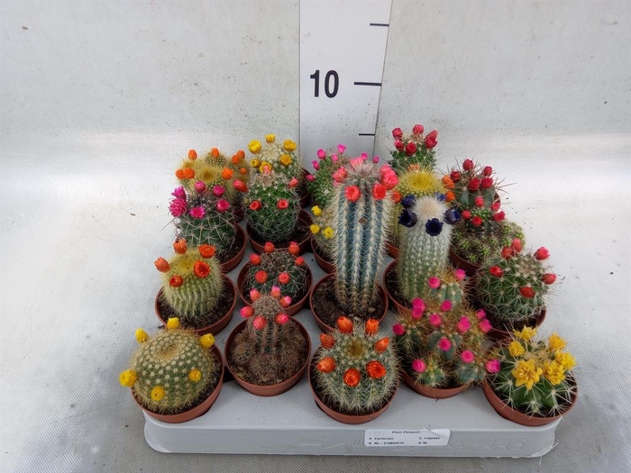 <h4>Cactus   ...decorated</h4>