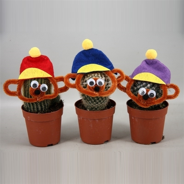 <h4>270 Cactusbeer 6,5 cm</h4>