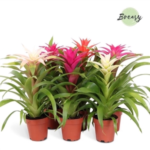 Guzmania Sweet