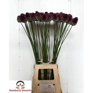 Allium Sphaerocephal