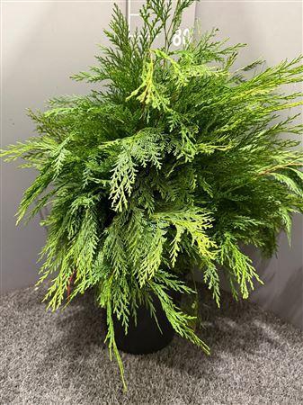 <h4>Conifeer Cypressa Groen</h4>