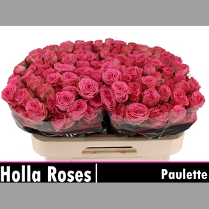 R TR PAULETTE!