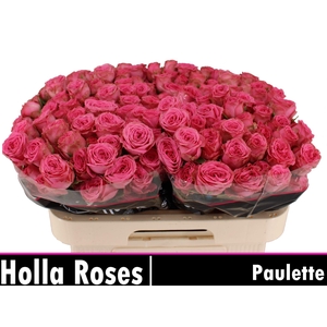 R TR PAULETTE!