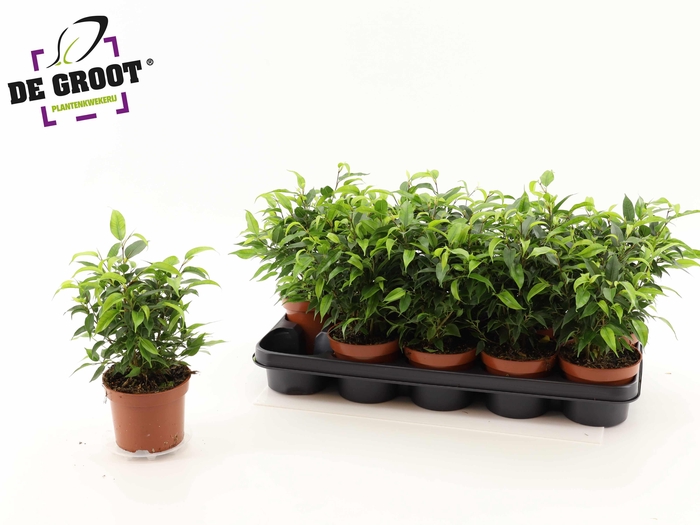 <h4>FIC BE NATASJA</h4>