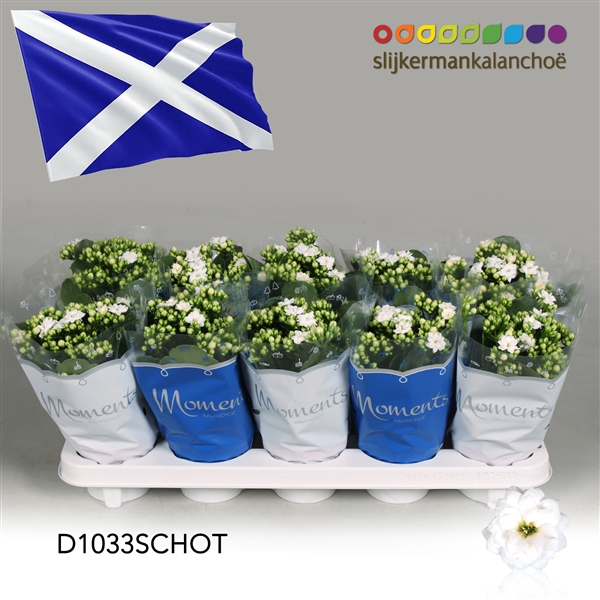 <h4>Kalanchoe Moments - Scotland flag</h4>