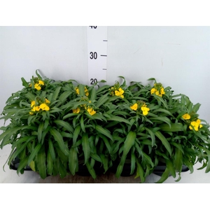 Erysimum  'Leya Lemon Glow'