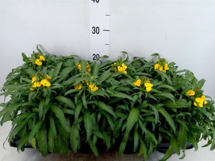 <h4>Erysimum  'Leya Lemon Glow'</h4>