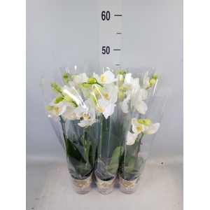 Phalaenopsis multi.   ...white