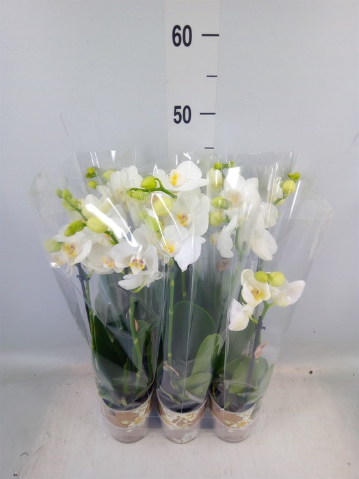 <h4>Phalaenopsis multi.   ...white</h4>