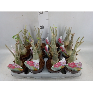 Adenium obesum