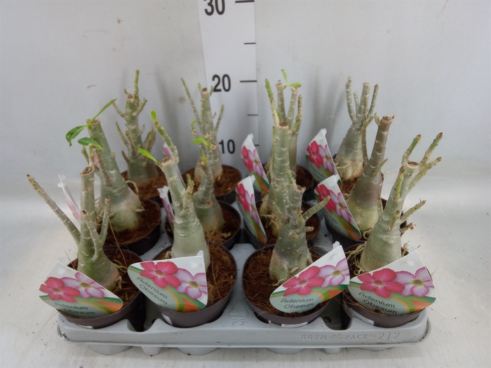 <h4>Adenium obesum</h4>