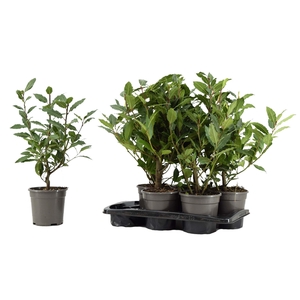 Laurus nobilis Struik
