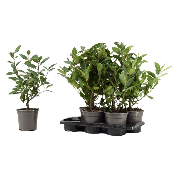 <h4>Laurus nobilis Struik</h4>