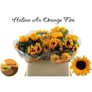 Helianthus Orange Fire