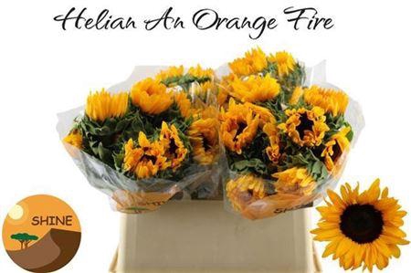 <h4>Helianthus Orange Fire</h4>