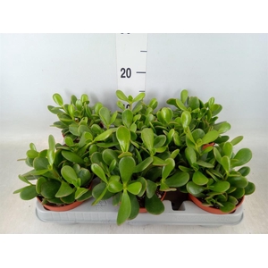 Crassula ovata 'Sunset'