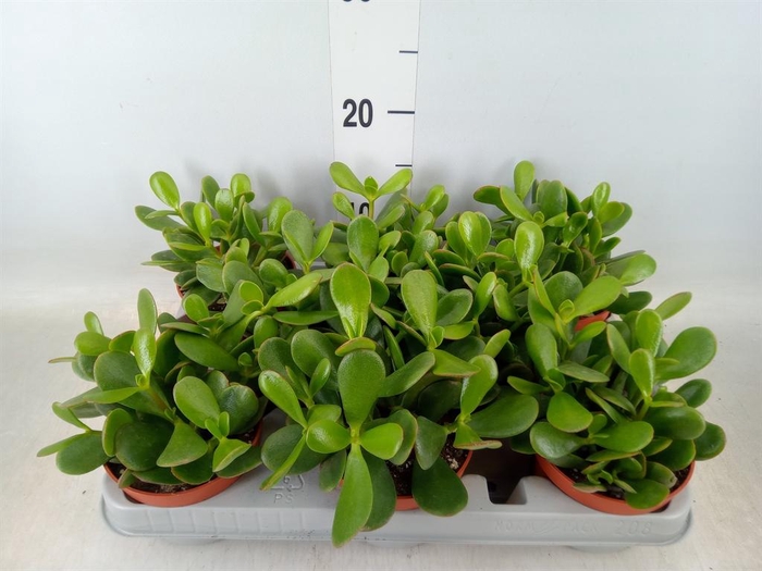 <h4>Crassula ovata 'Sunset'</h4>