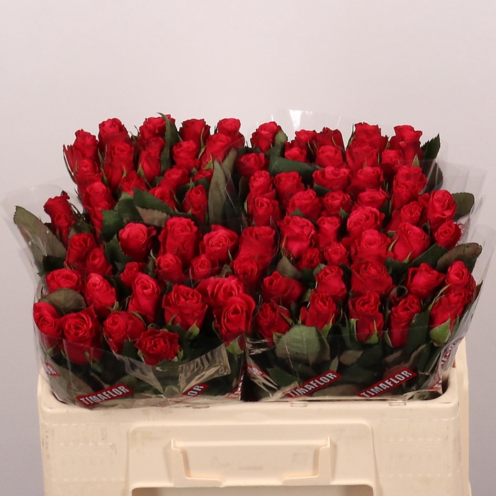 <h4>R GR TACAZZI+</h4>