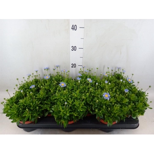 Felicia amell. 'Felicitara Blue'