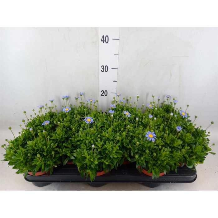 <h4>Felicia amell. 'Felicitara Blue'</h4>