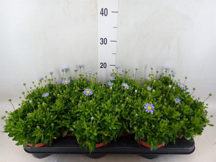 Felicia amell. 'Felicitara Blue'