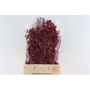 Mokara Red