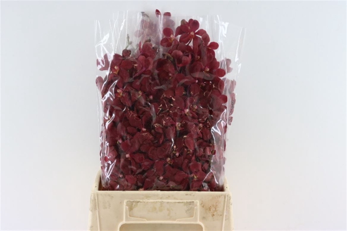 <h4>Mokara Red</h4>