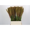 Eremurus  'Cleopatra'