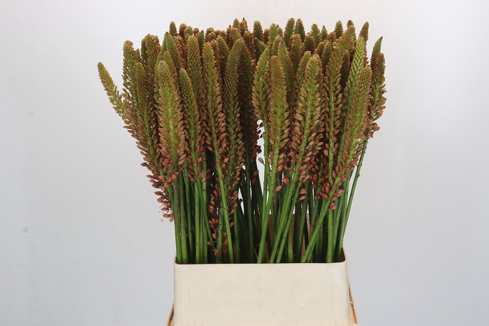 <h4>Eremurus  'Cleopatra'</h4>