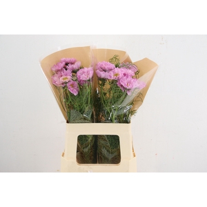 COSMOS BIPINNATUS