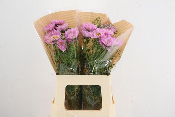 <h4>COSMOS BIPINNATUS</h4>