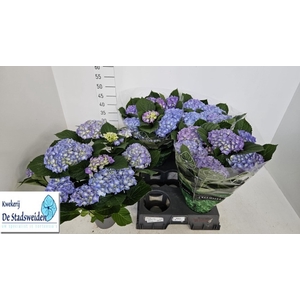 HYDR M BLAUER ZWERG