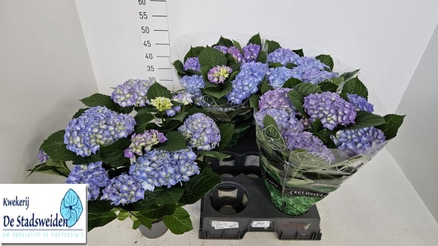 <h4>HYDR M BLAUER ZWERG</h4>