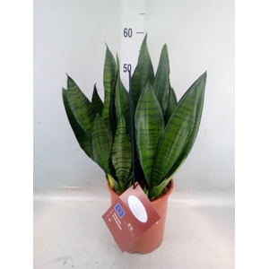 Sansevieria trifa. 'Hahnii'