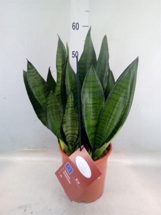 <h4>Sansevieria trifa. 'Hahnii'</h4>