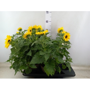 Helianthus an. 'Sunfinity Yel Cent'