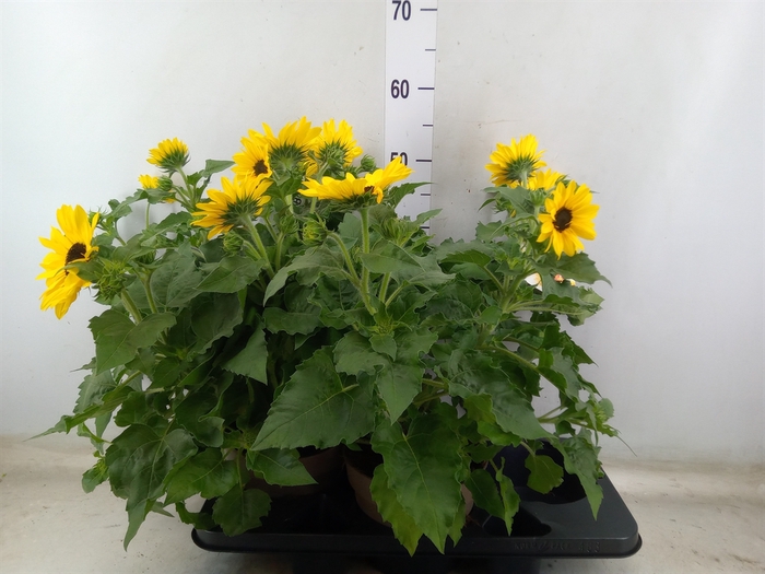 <h4>Helianthus an. 'Sunfinity Yel Cent'</h4>