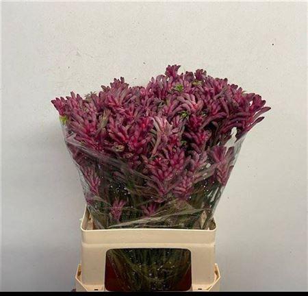 <h4>Anigoz Mini Pearl</h4>